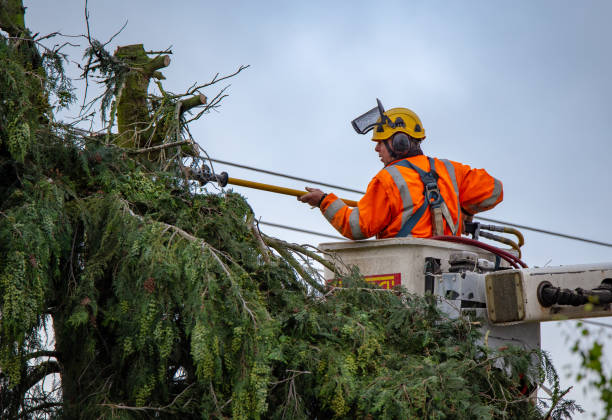 Best Tree Risk Assessment  in Fort Morgan, CO