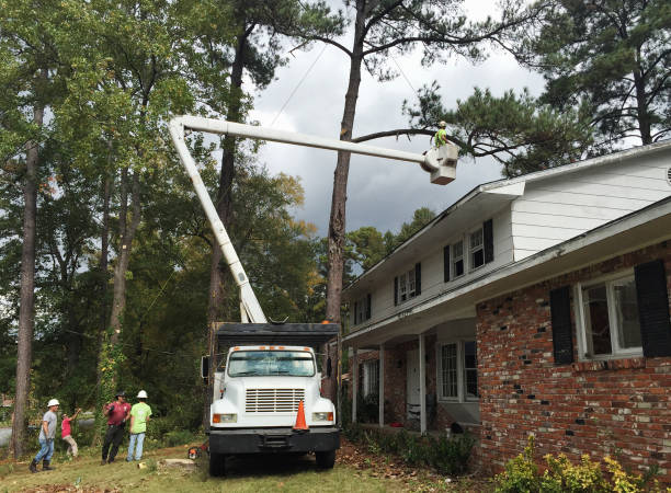 Best Utility Line Clearance  in Fort Morgan, CO