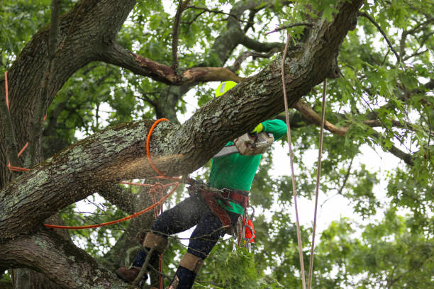 Best Tree and Shrub Care  in Fort Morgan, CO