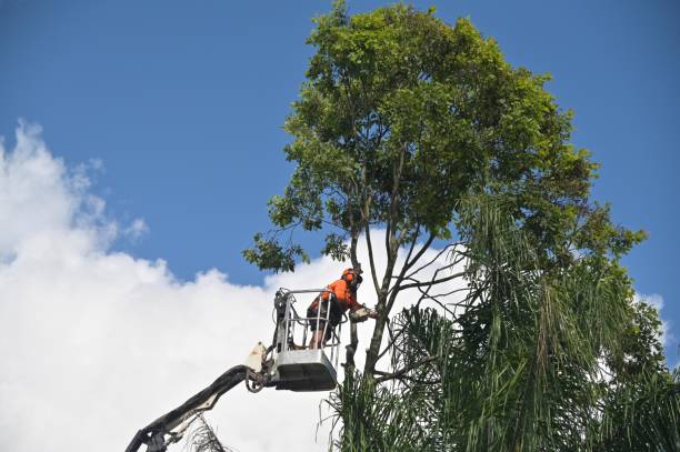 Best Tree Trimming and Pruning  in Fort Morgan, CO