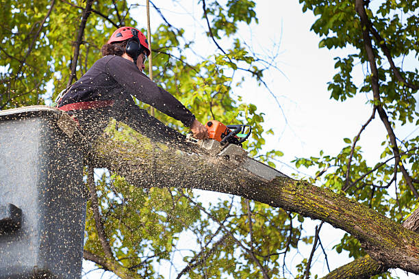 Reliable Fort Morgan, CO Tree Care Solutions