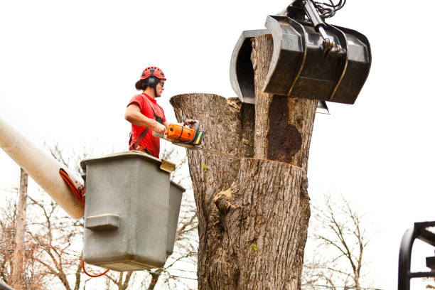 How Our Tree Care Process Works  in  Fort Morgan, CO